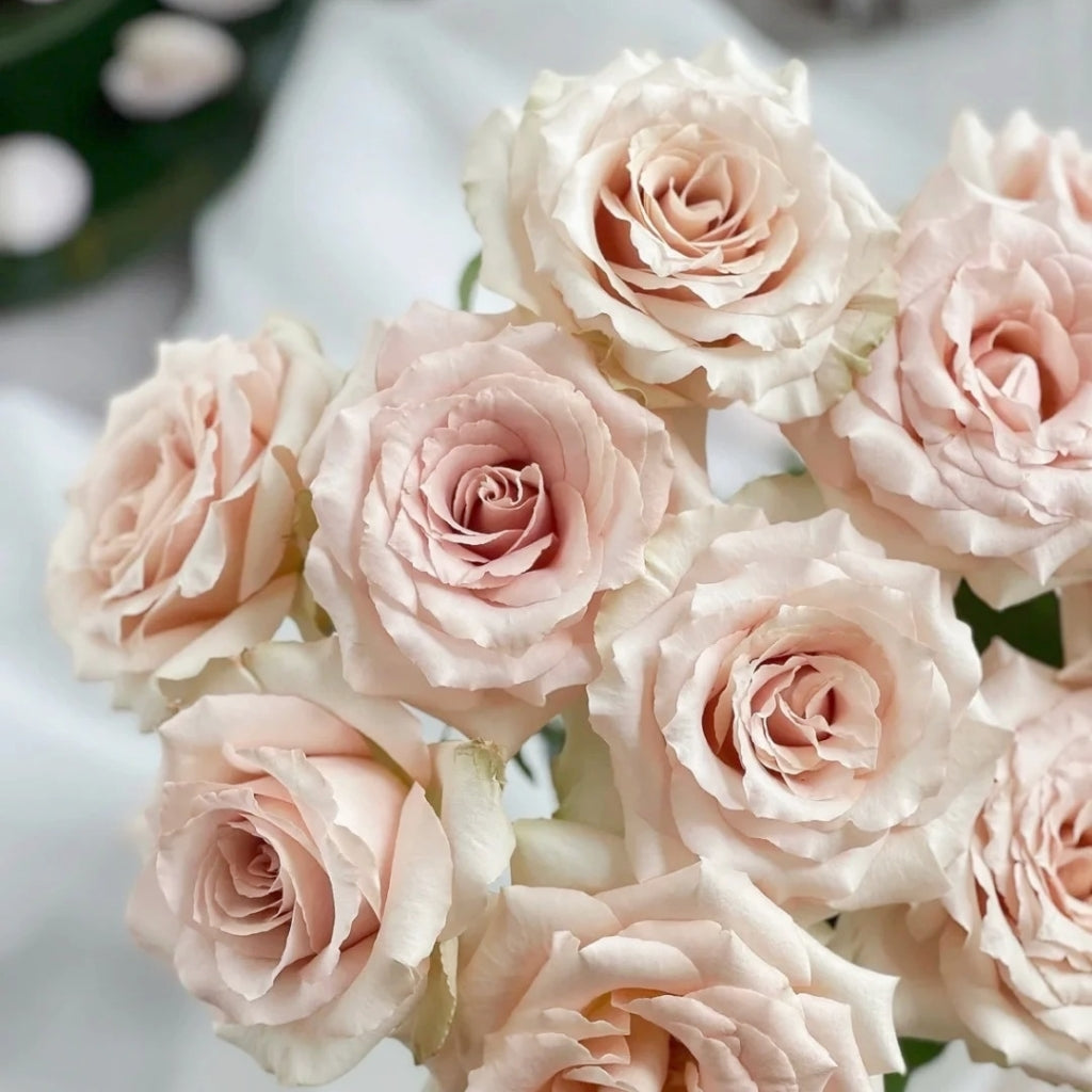 Quicksand Roses with beige-pink champagne petals, long vase life, ideal for weddings and luxury floral arrangements.