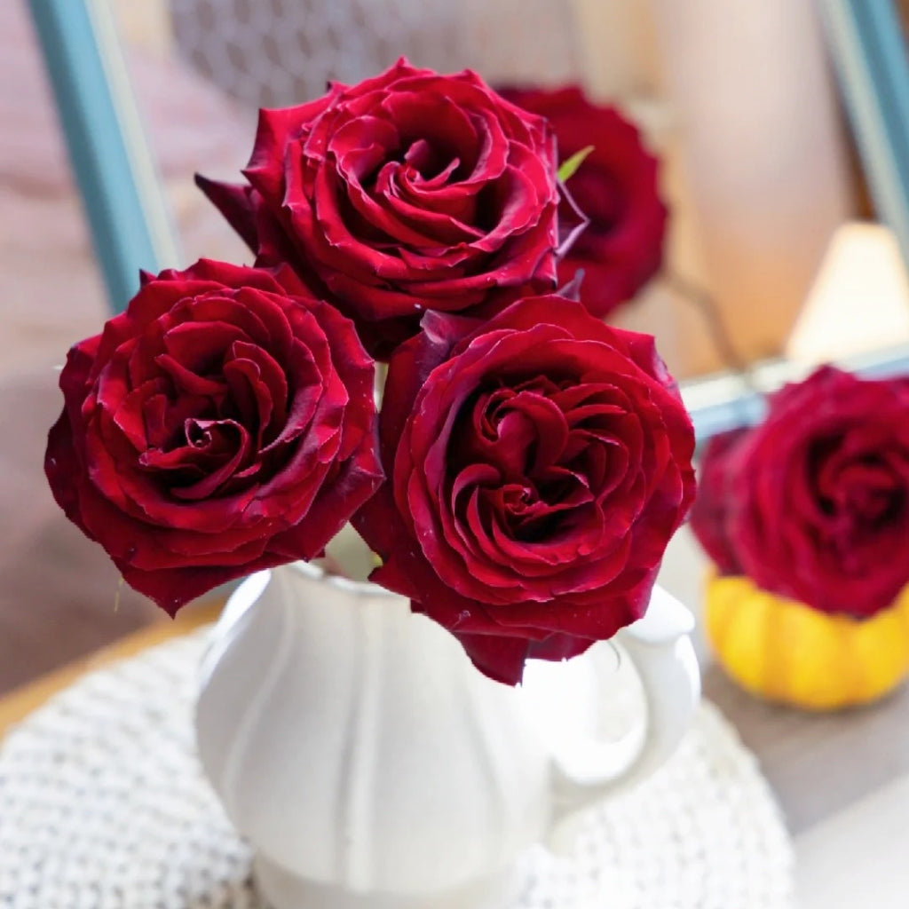 RP Black Pearl Rose