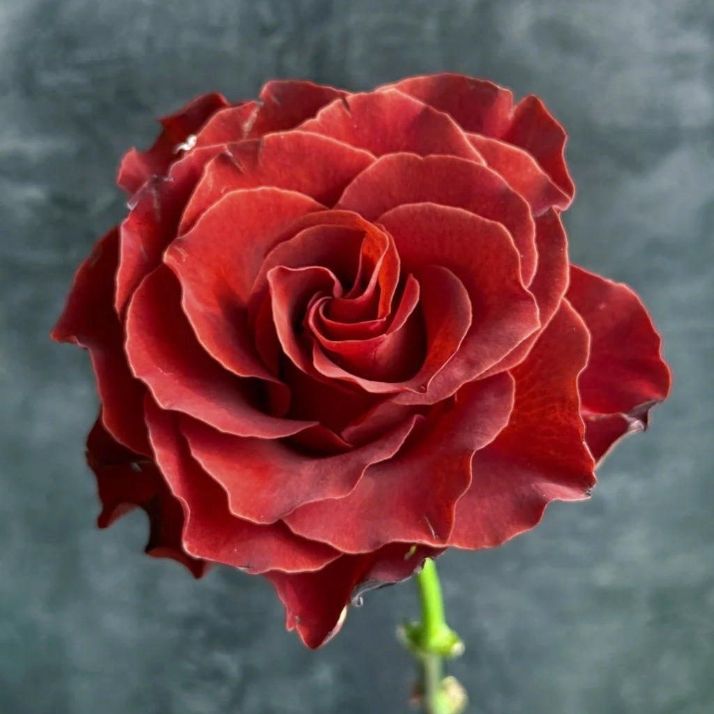 RP Espresso Rose