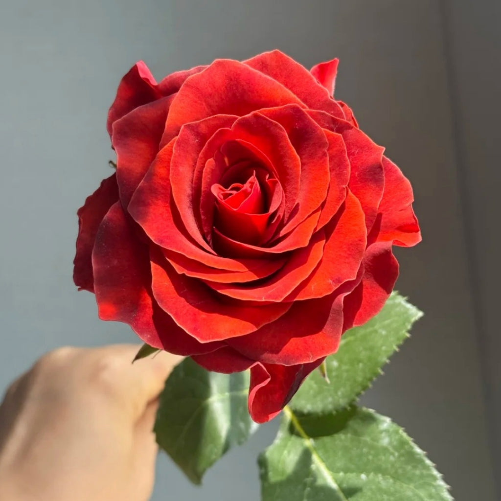 RP Espresso Rose