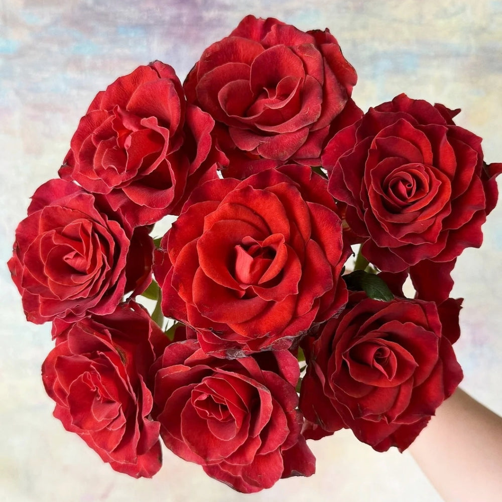 RP Espresso Rose
