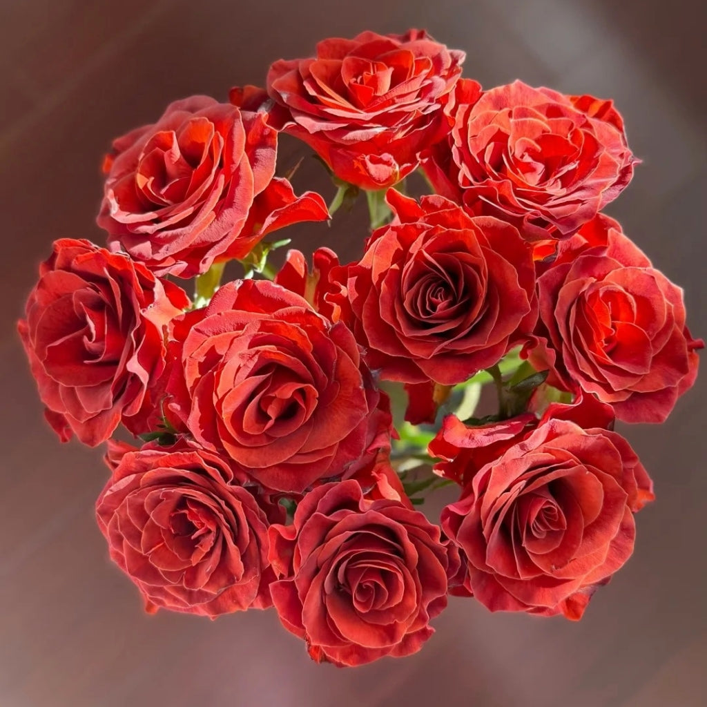 RP Espresso Rose