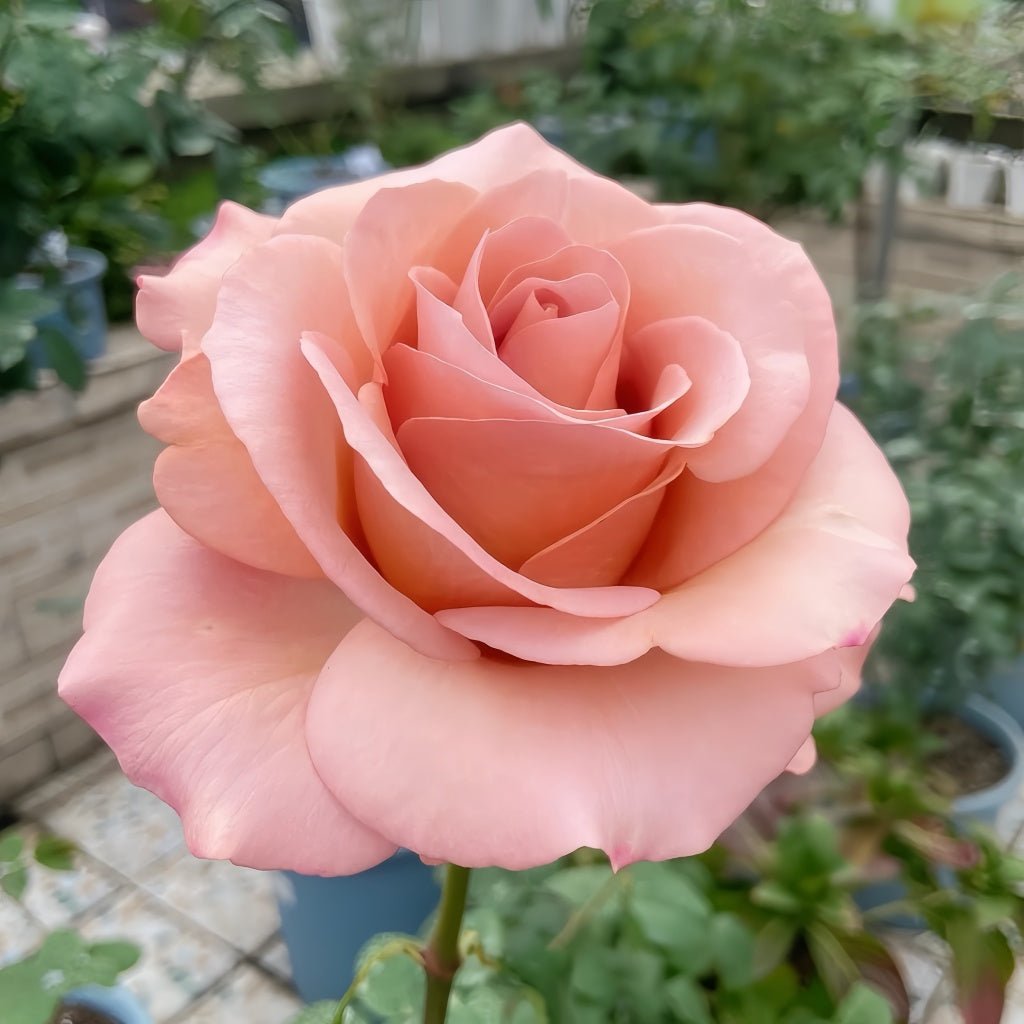 RP Moab Rose