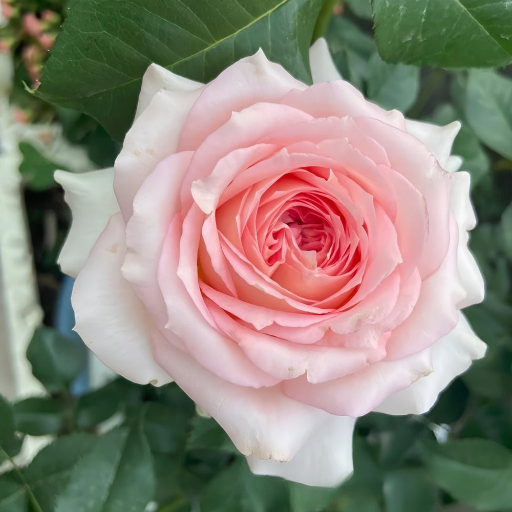 Ragazza Rose