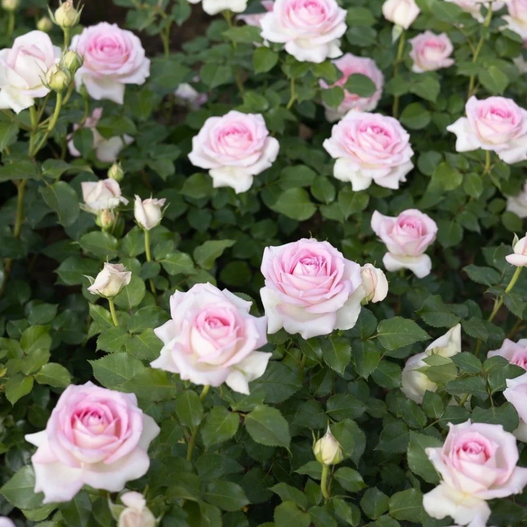 Ragazza Rose