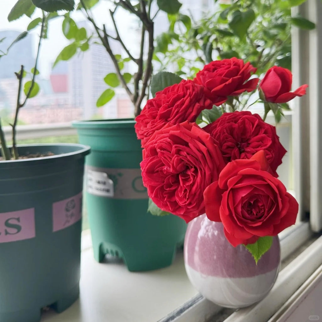 Red Apple Rose