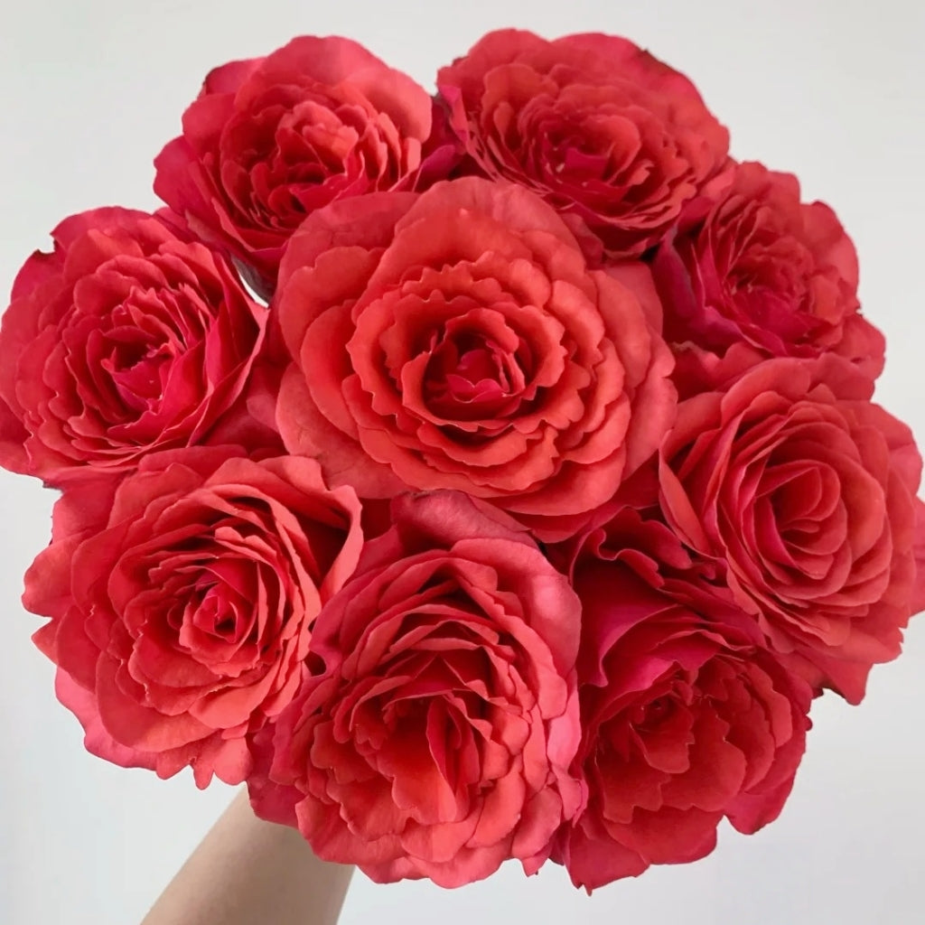 Red Chamber Rose