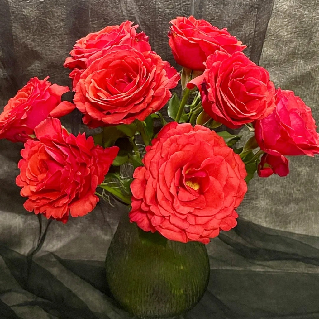 Red Chamber Rose