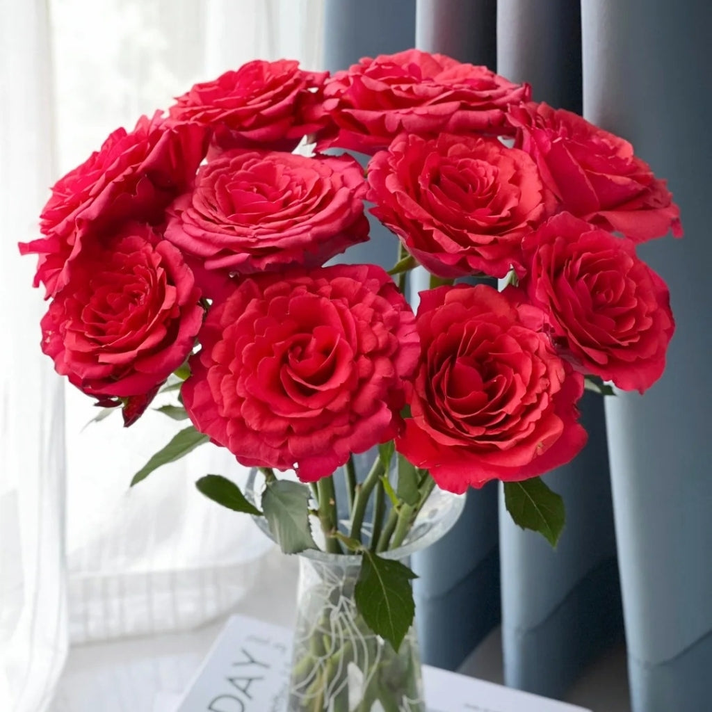 Red Chamber Rose
