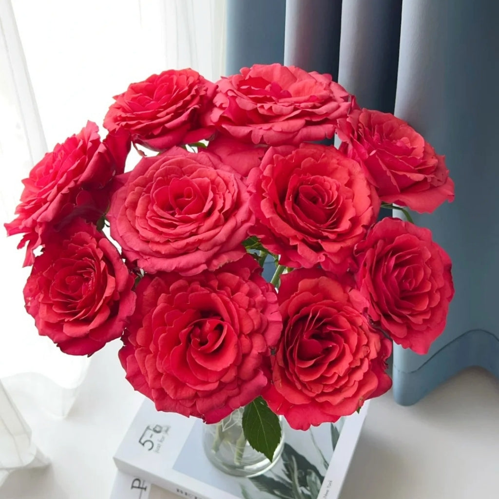 Red Chamber Rose