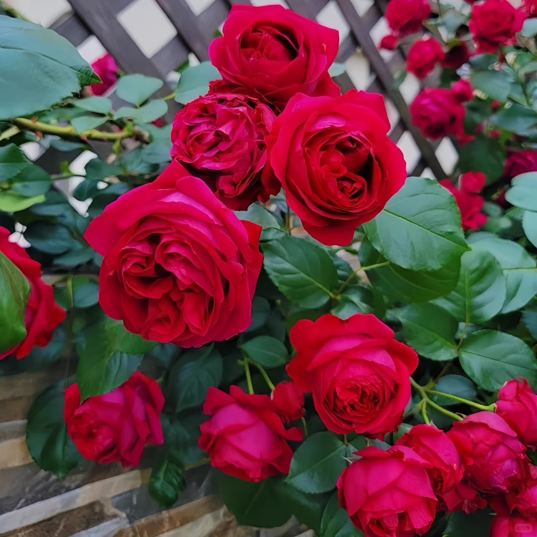 Red Eden Rose