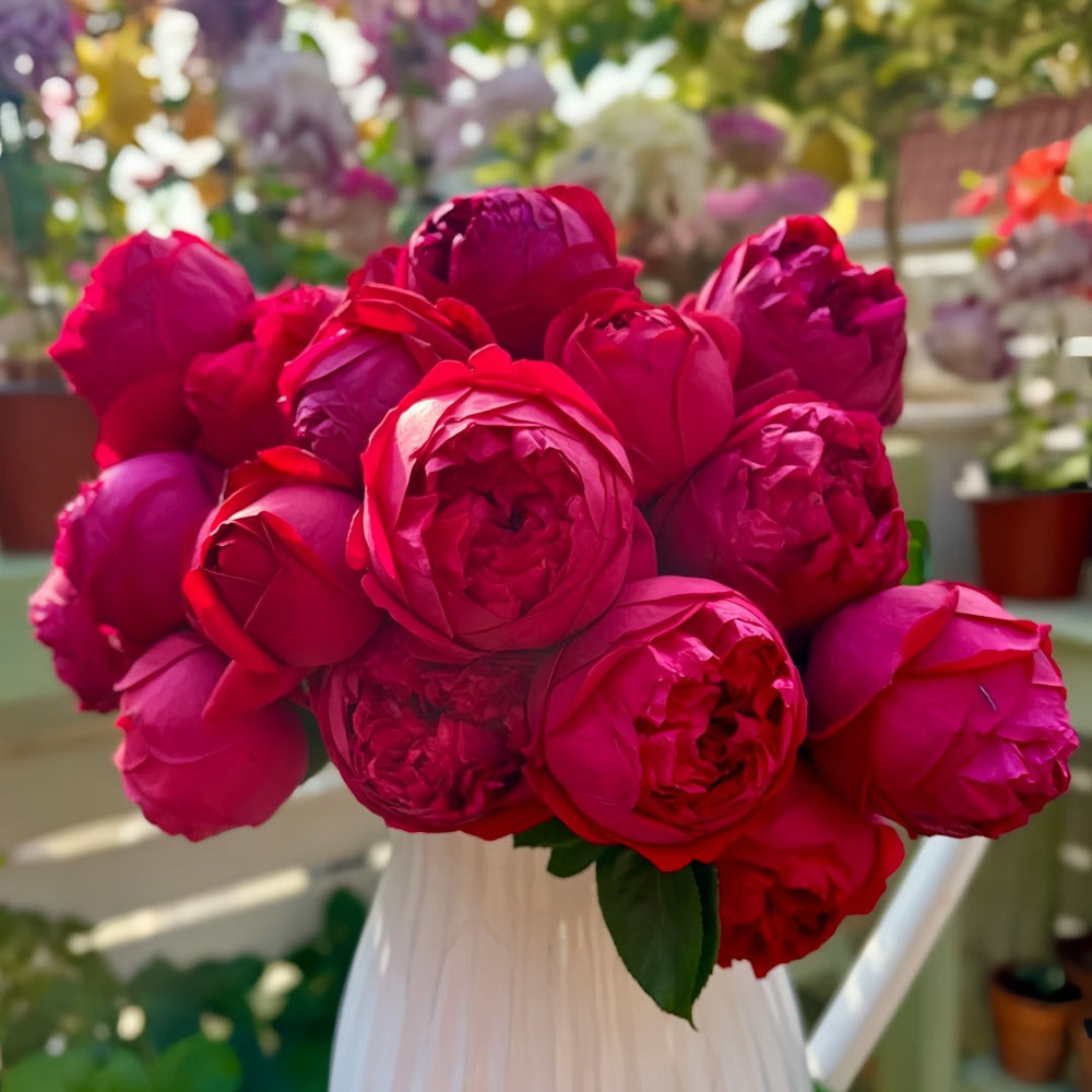 Red Eden Rose