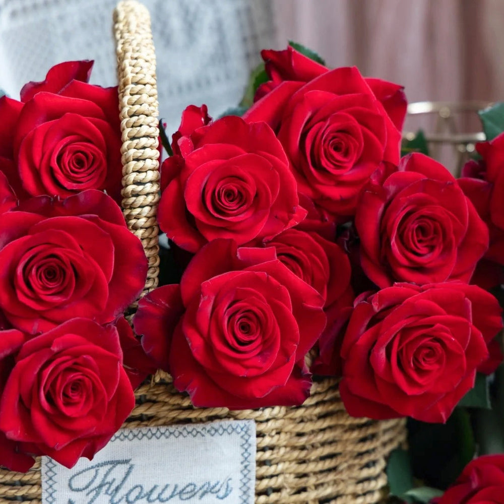 Red Feather Rose