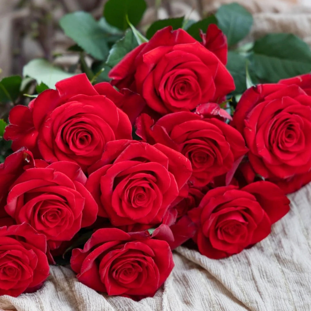 Red Feather Rose