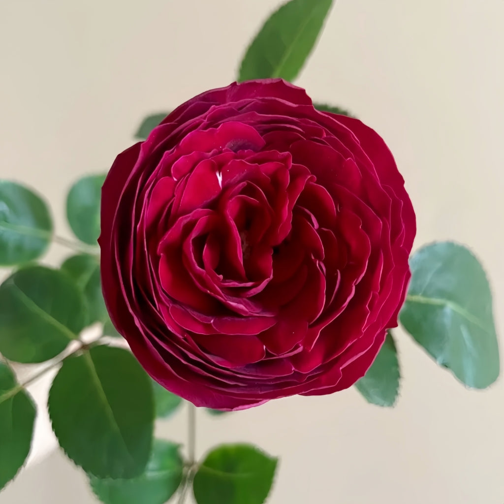 Red Lace Rose