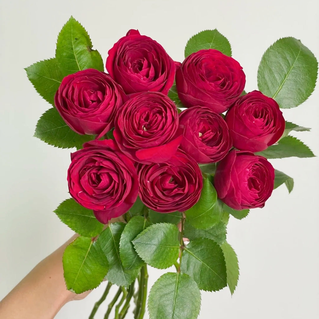 Red Lace Rose