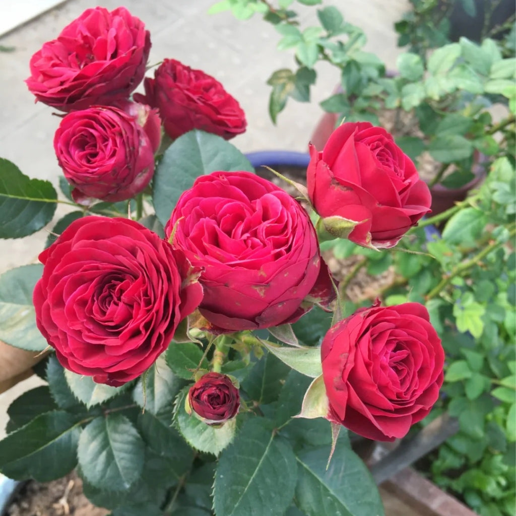 Red Lace Rose