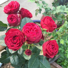 Red Lace Rose