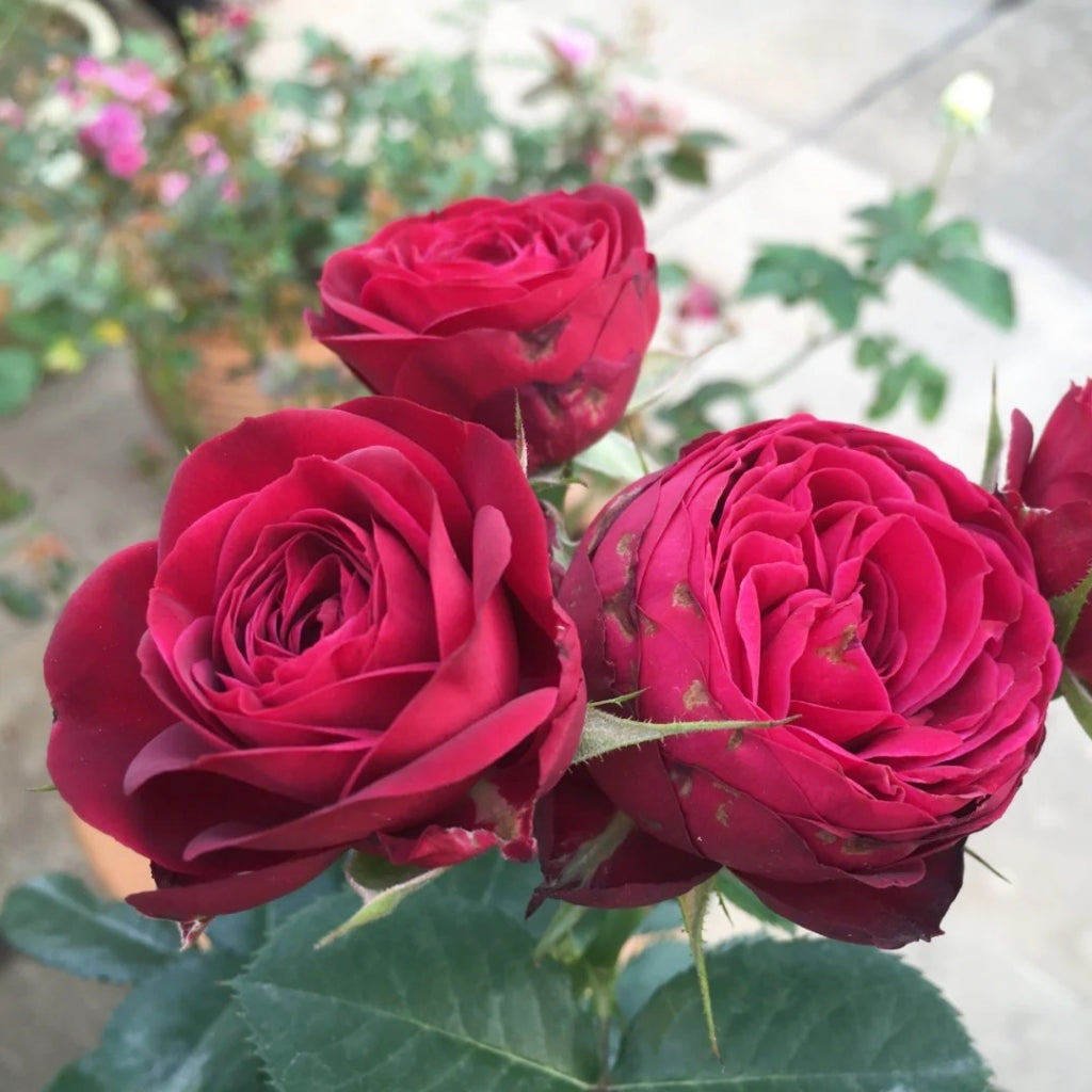 Red Lace Rose