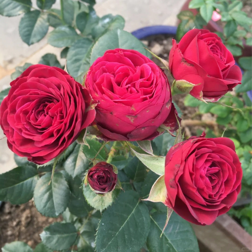 Red Lace Rose