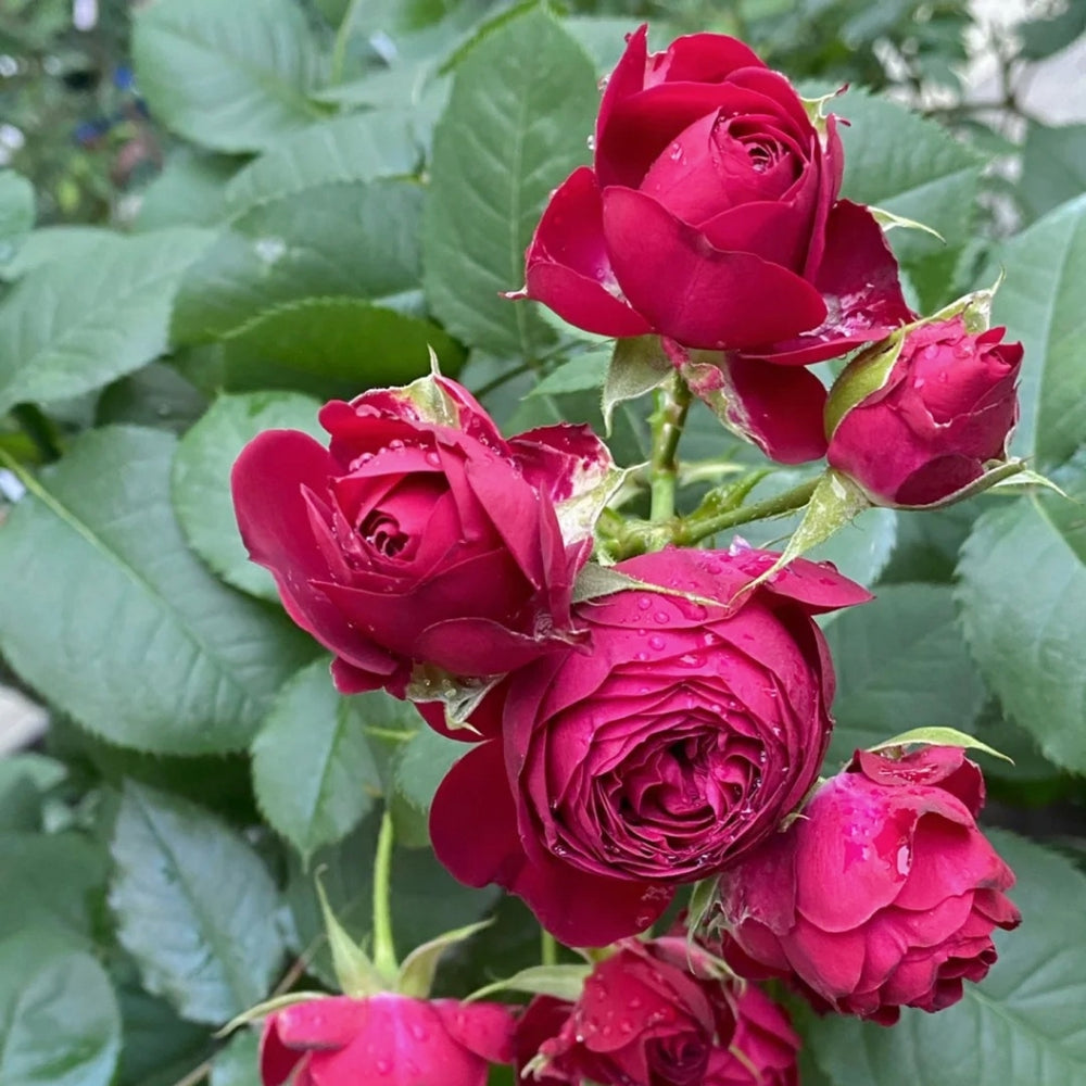 Red Lace Rose