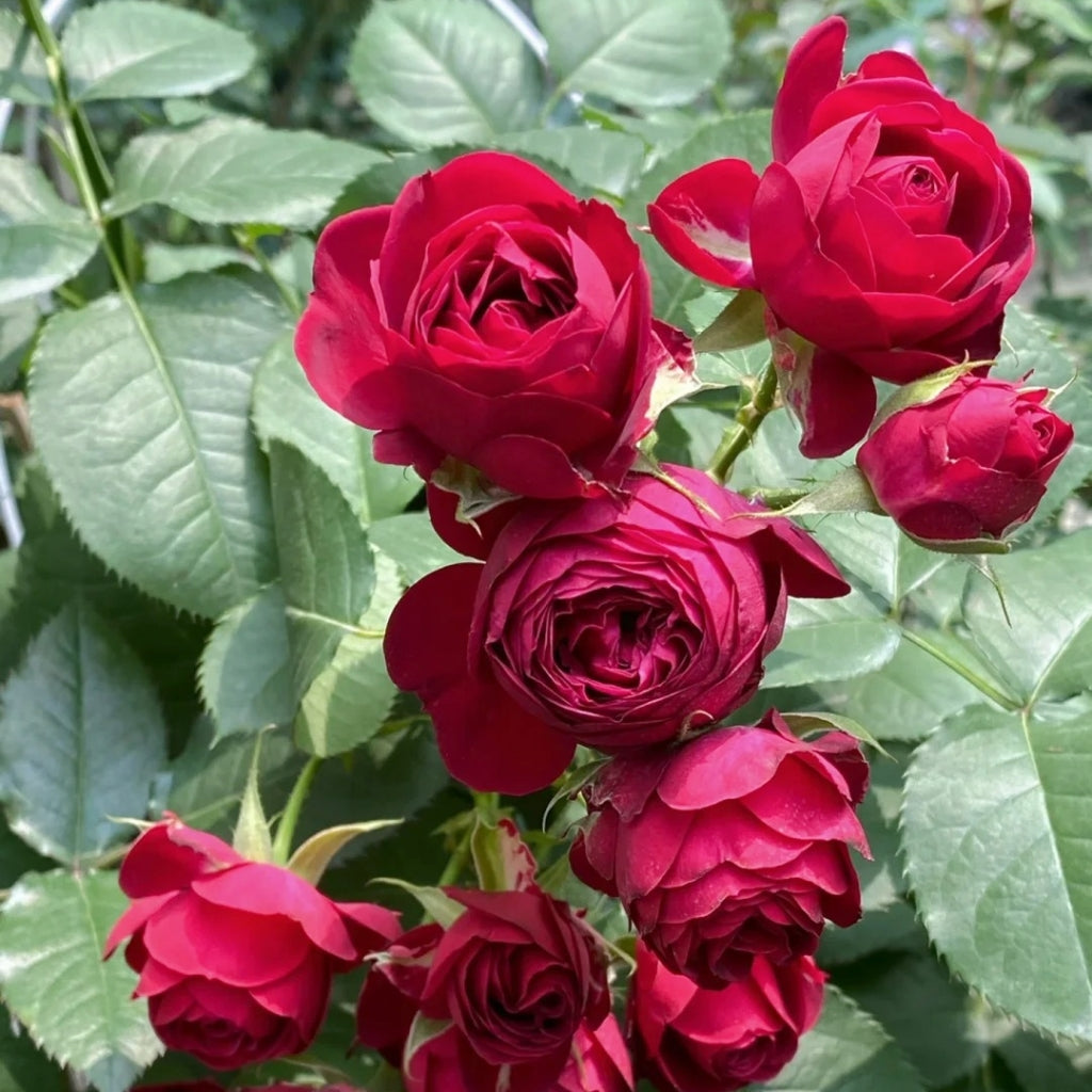Red Lace Rose