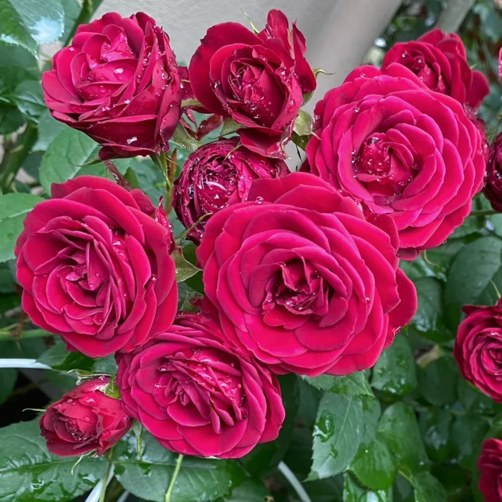 Red Lace Rose