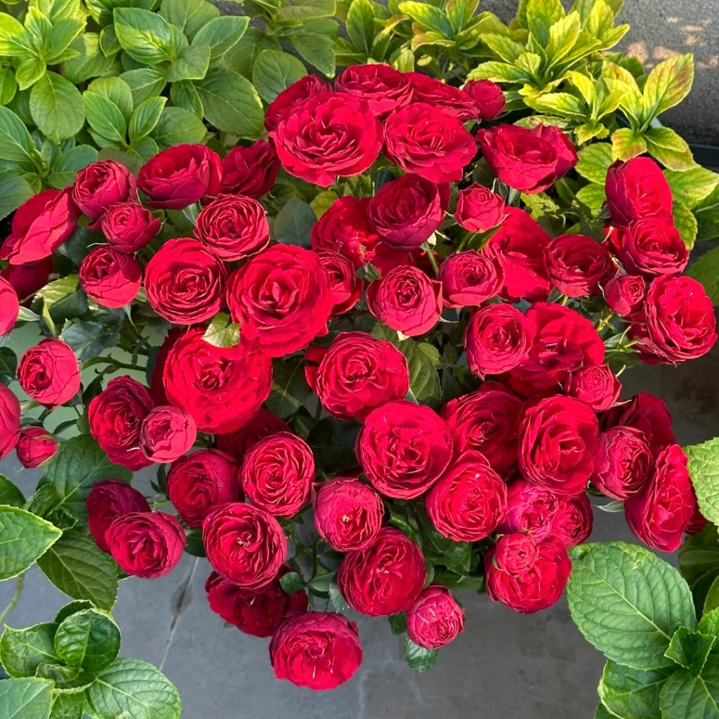Red Lace Rose