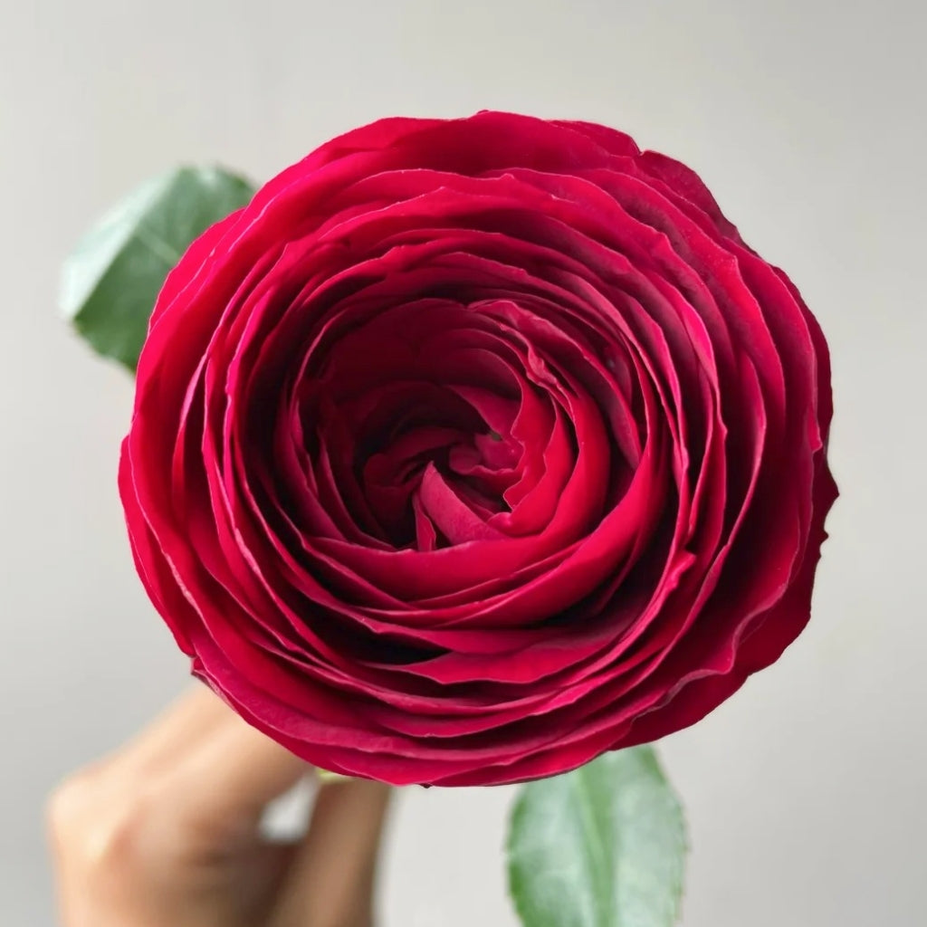 Red Lace Rose