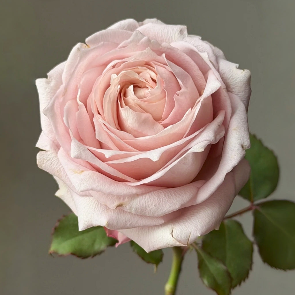 Requiem+ Rose