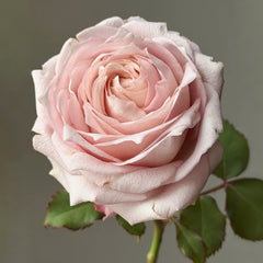 Requiem+ Rose