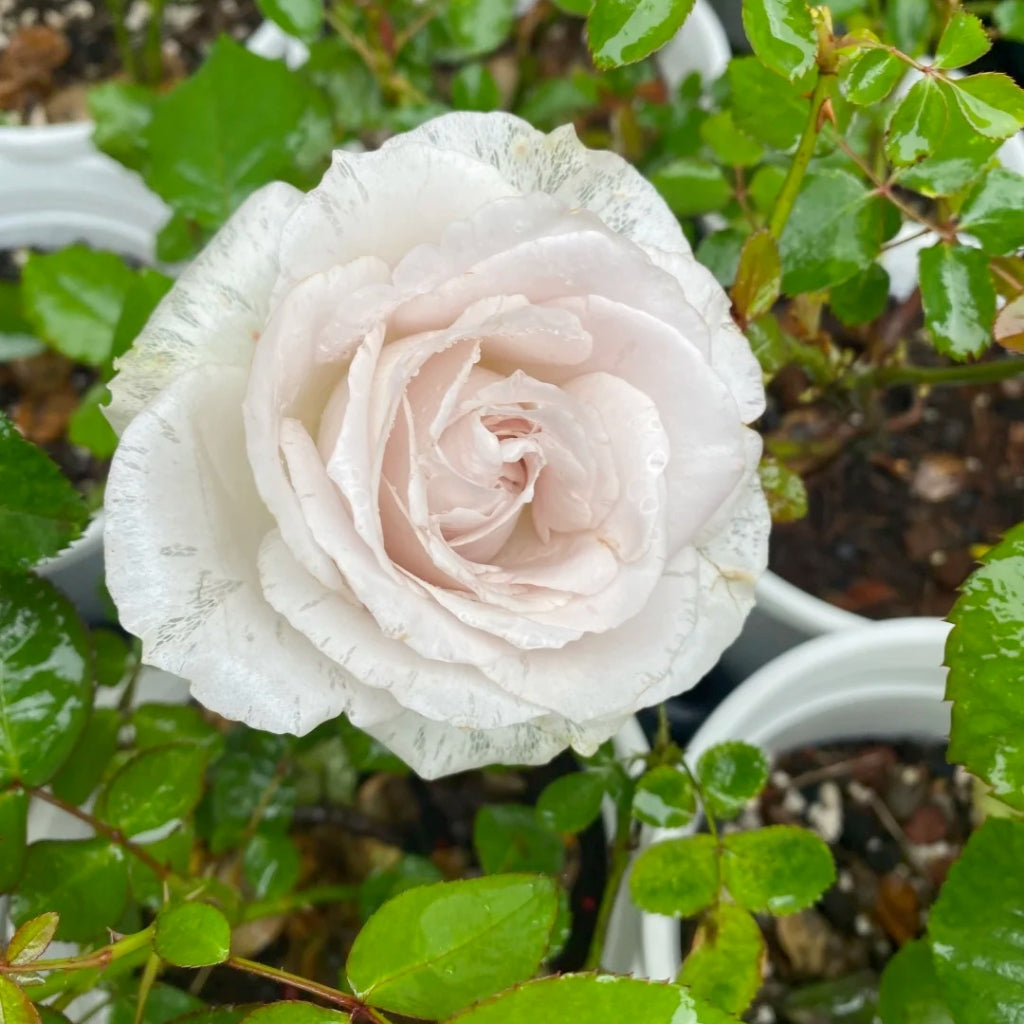 Requiem+ Rose