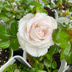 Requiem+ Rose