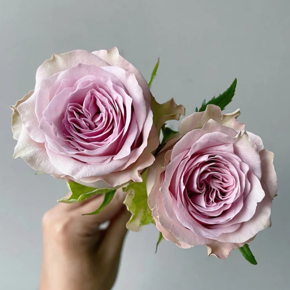 Retro Love Rose
