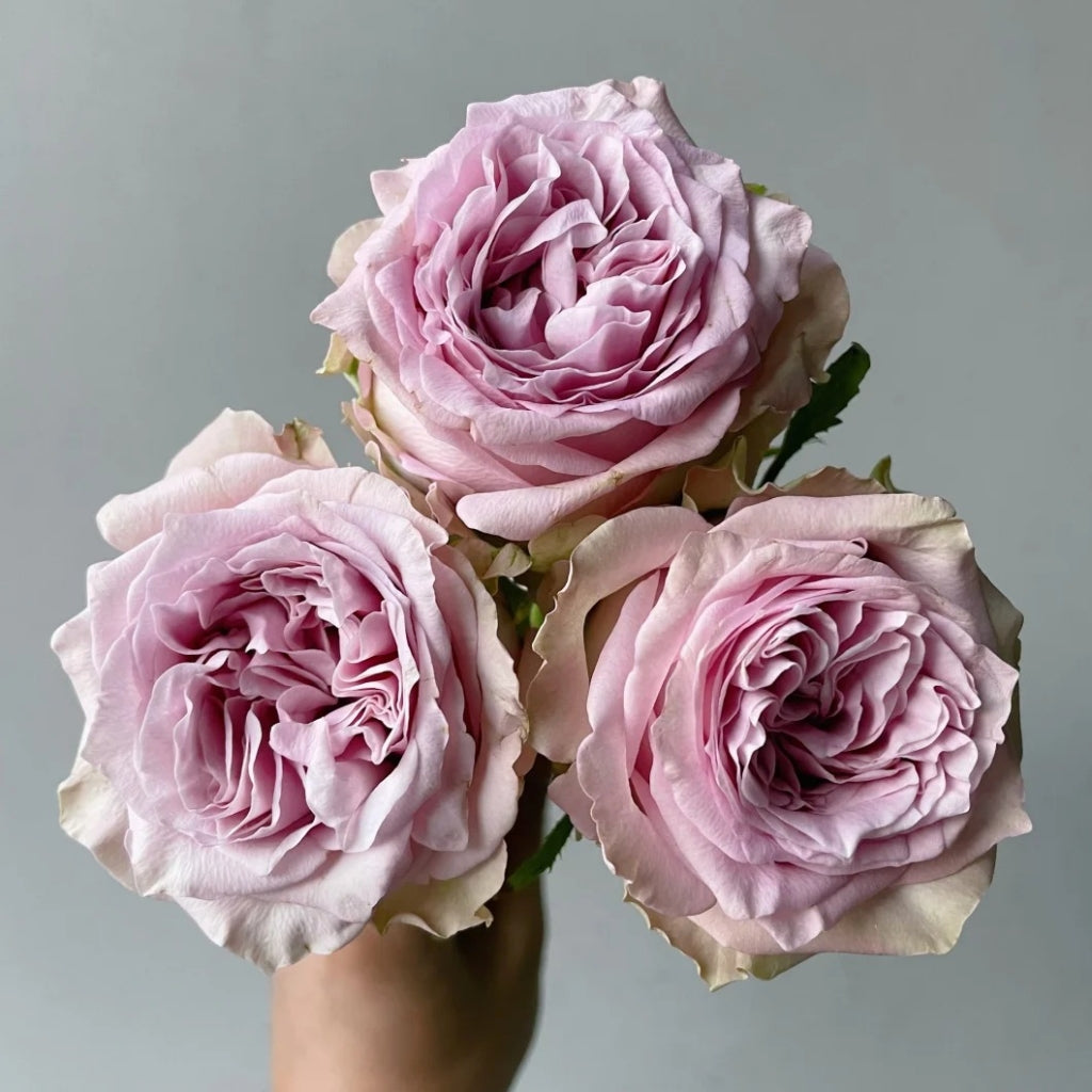 Retro Love Rose