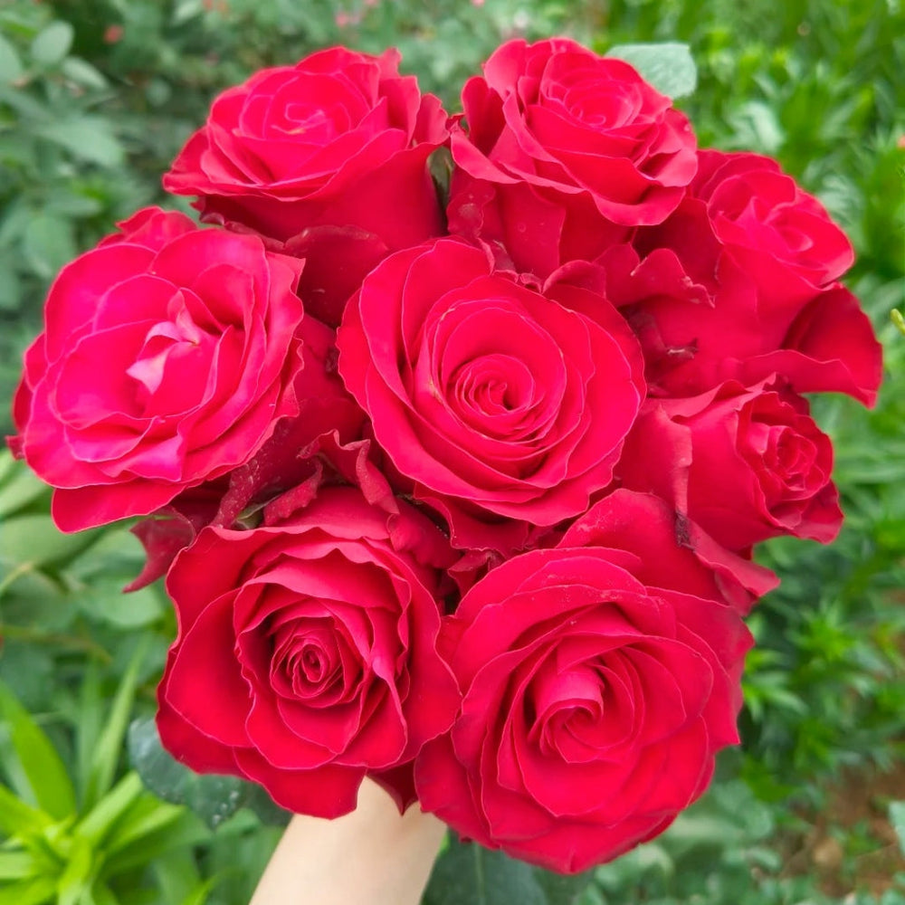 Rhodos Rose
