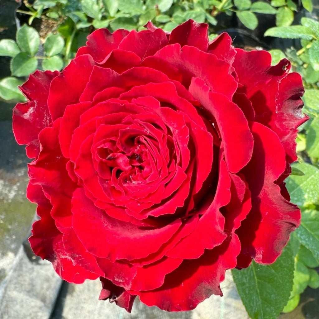 Rhodos Rose