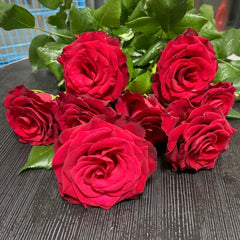 Rhodos Rose