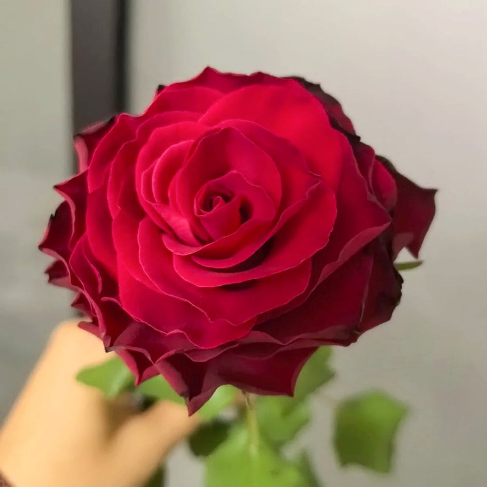 Rhodos Rose