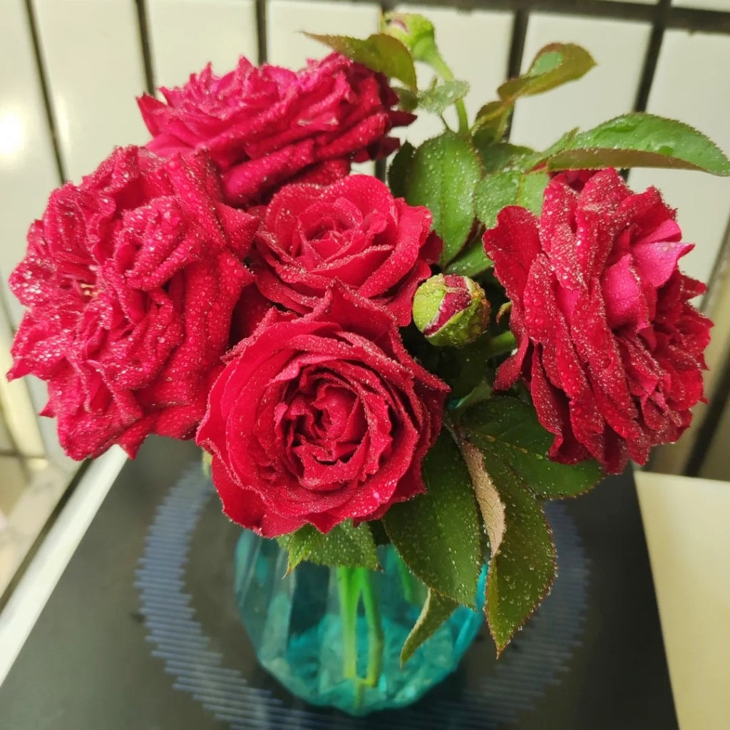 Rhodos Rose