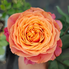 Richmond Park Rose