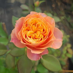 Richmond Park Rose