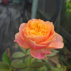 Richmond Park Rose