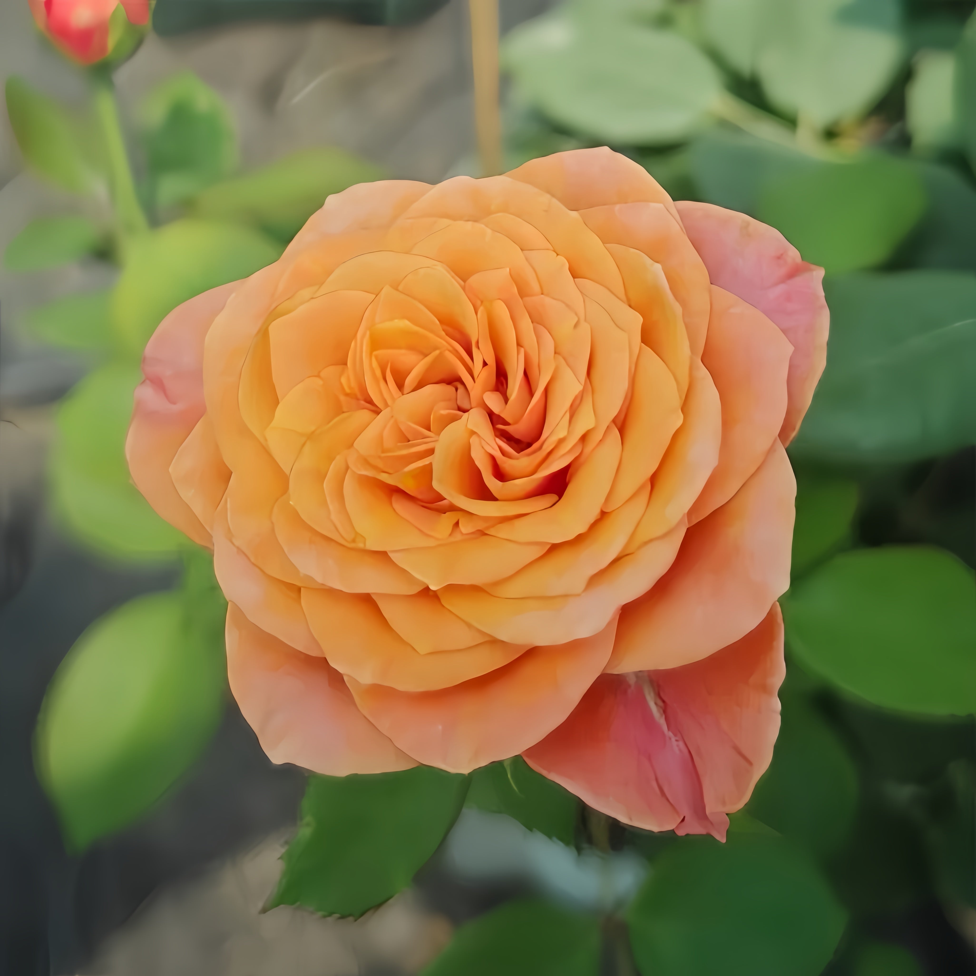 Richmond Park Rose