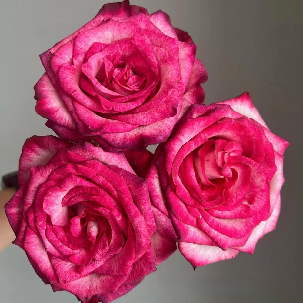 Ripasso Rose