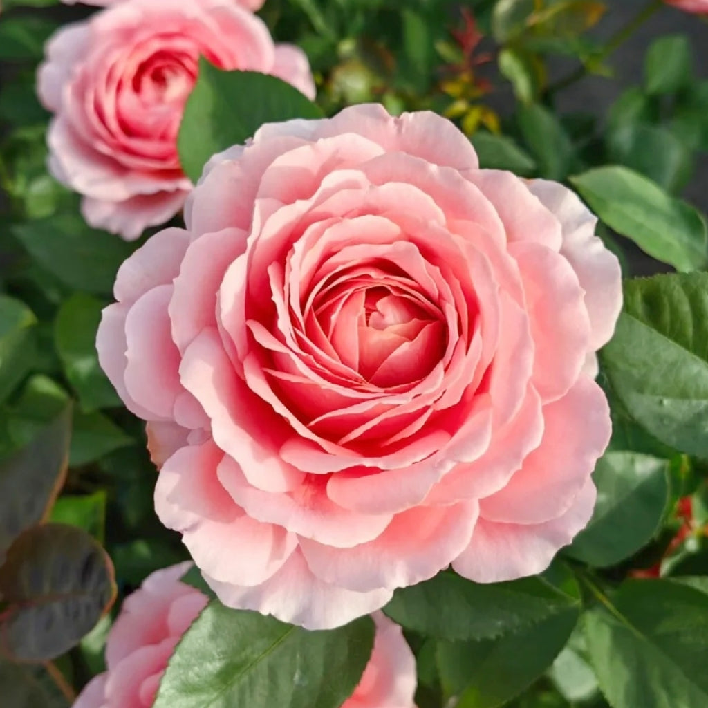 Romantic Antike Rose