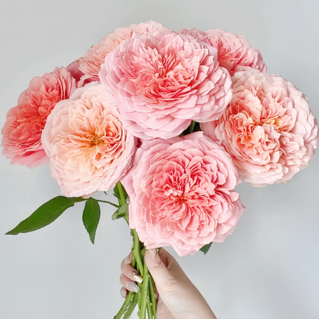 Romantic Antike Rose