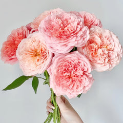 Romantic Antike Rose