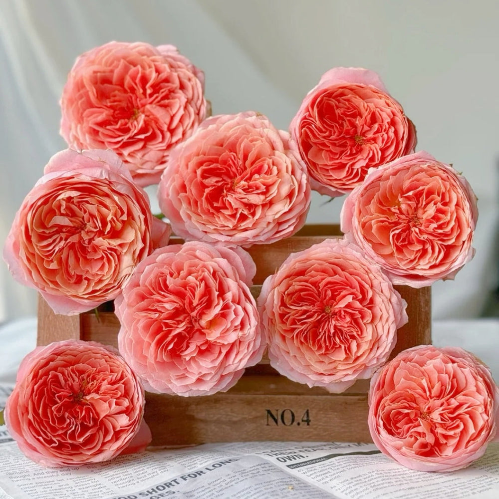 Romantic Antike Rose