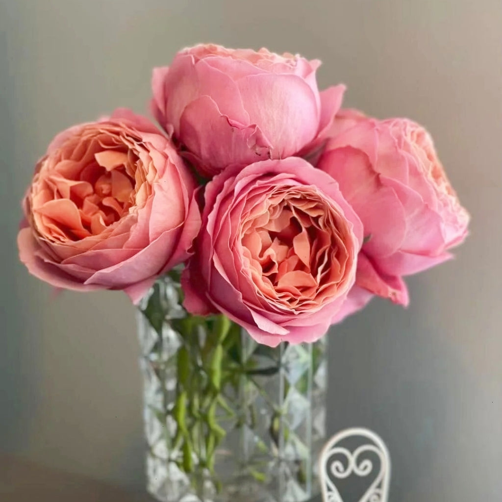 Romantic Antike Rose